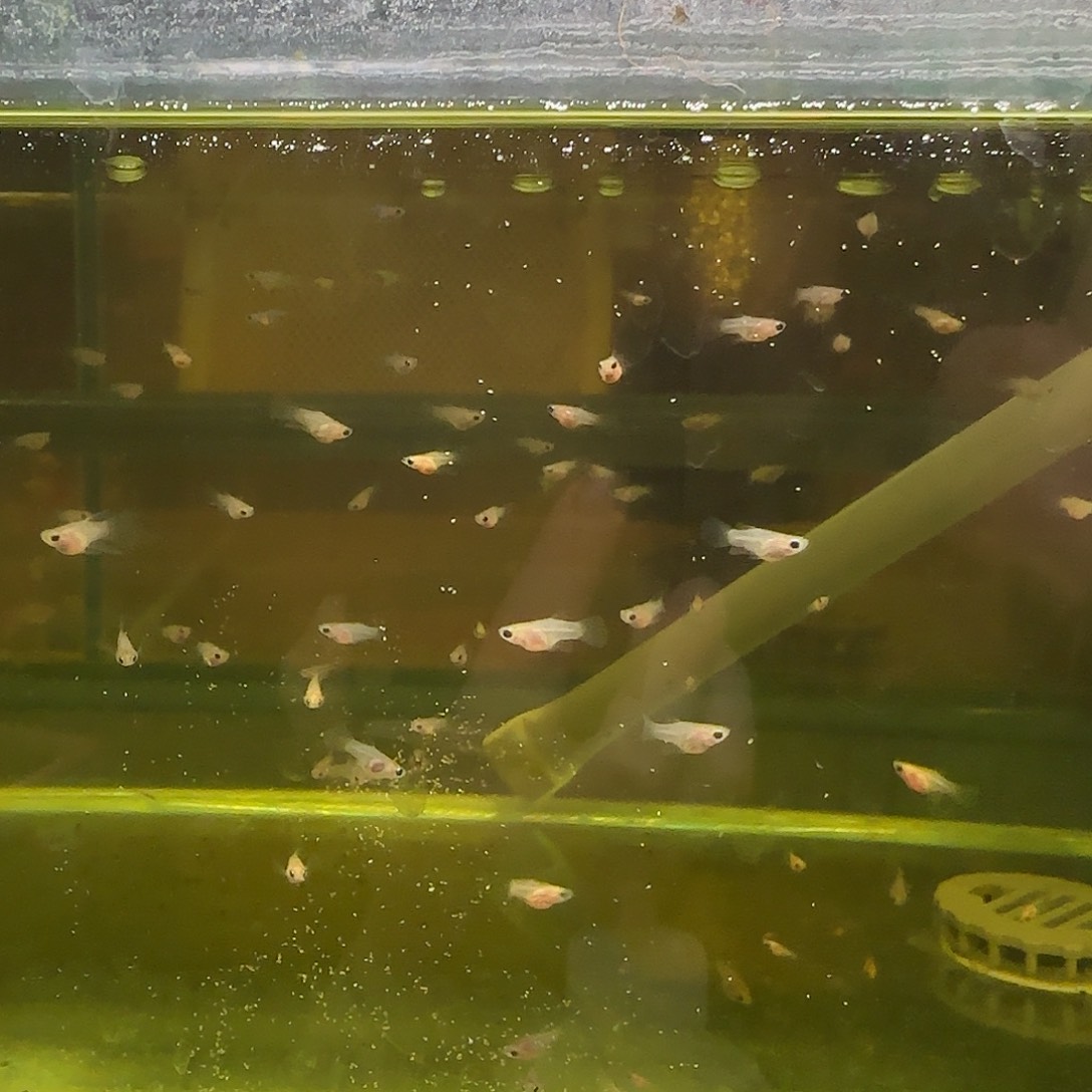 孔雀鱼福利黑金玻璃猫C苗10条随机