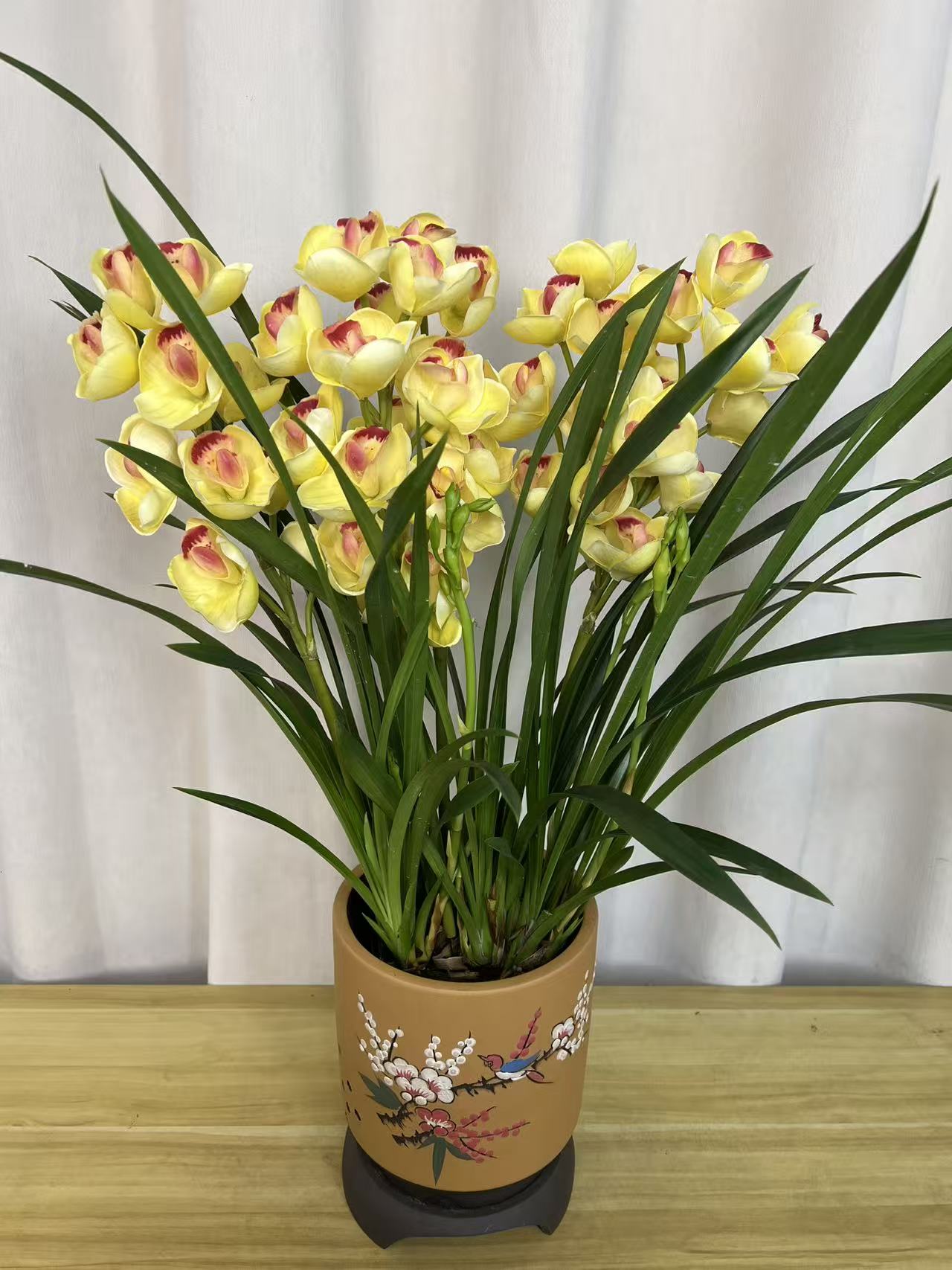 精品高端名贵兰花【黄金岁月3-5花剑】绿植花卉室内外好养四季开花