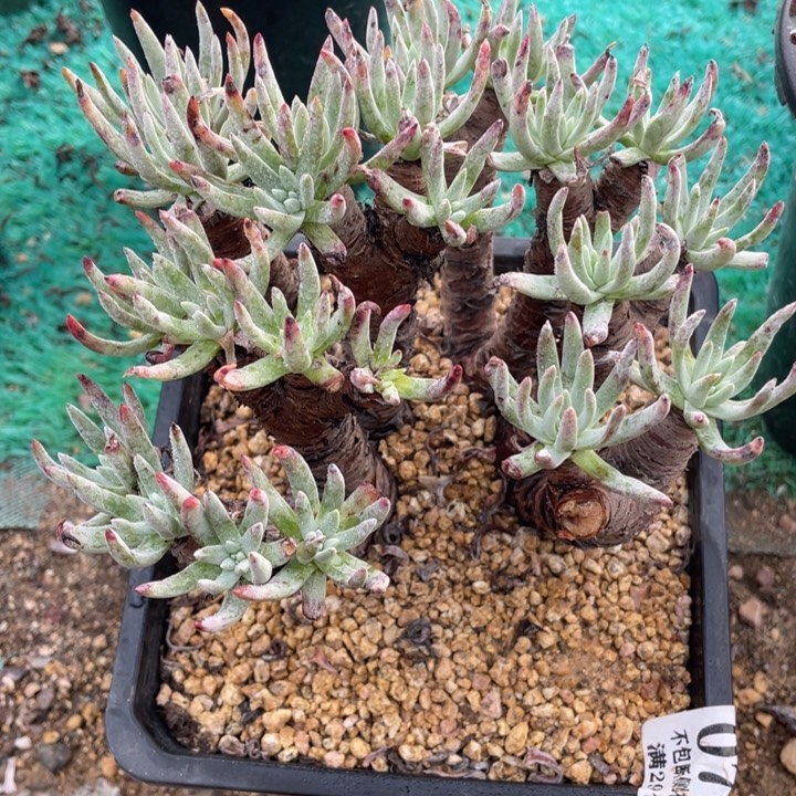 709号白鹭多肉植物