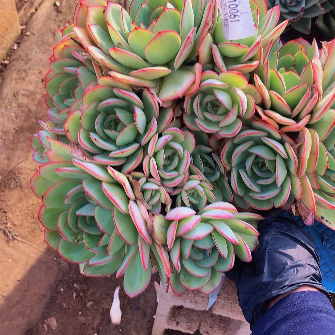 花****牡丹亭10061多肉多肉