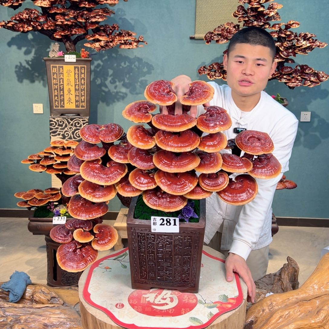 无花朵888888888889