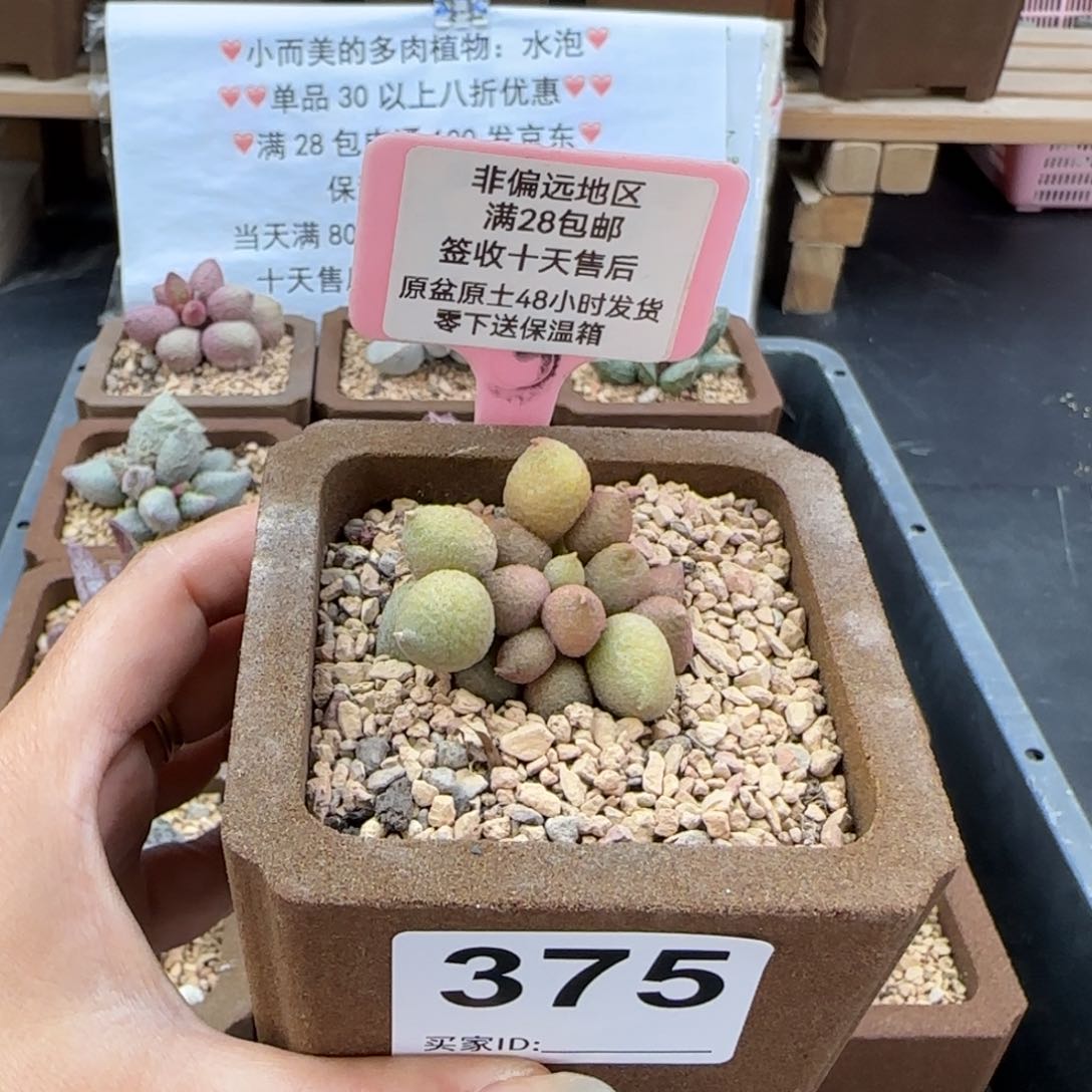 375小辣椒多肉植物