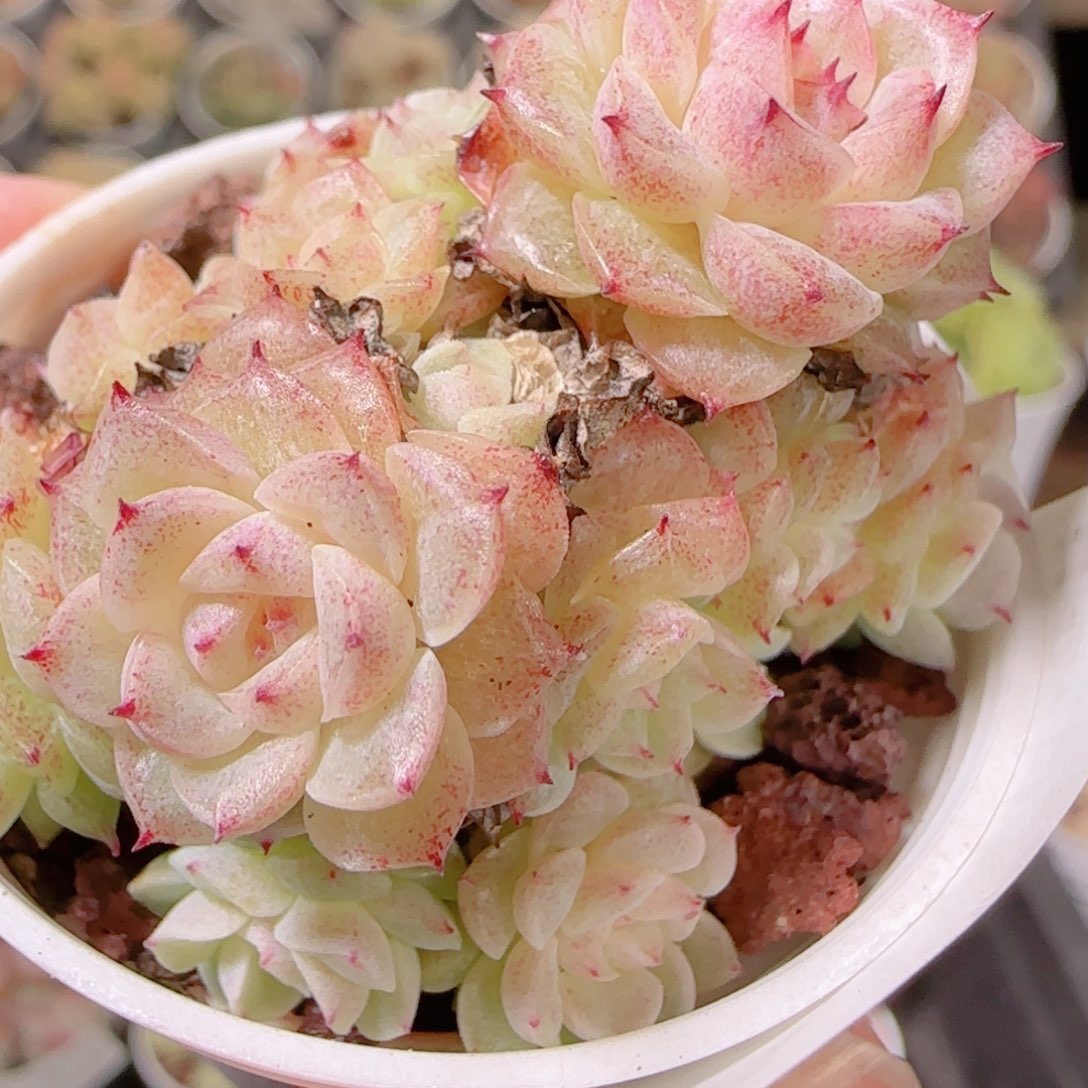 花语多肉1130-378散