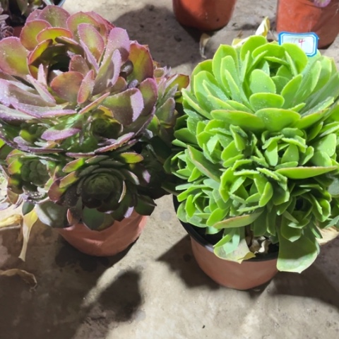 164多肉植物组合