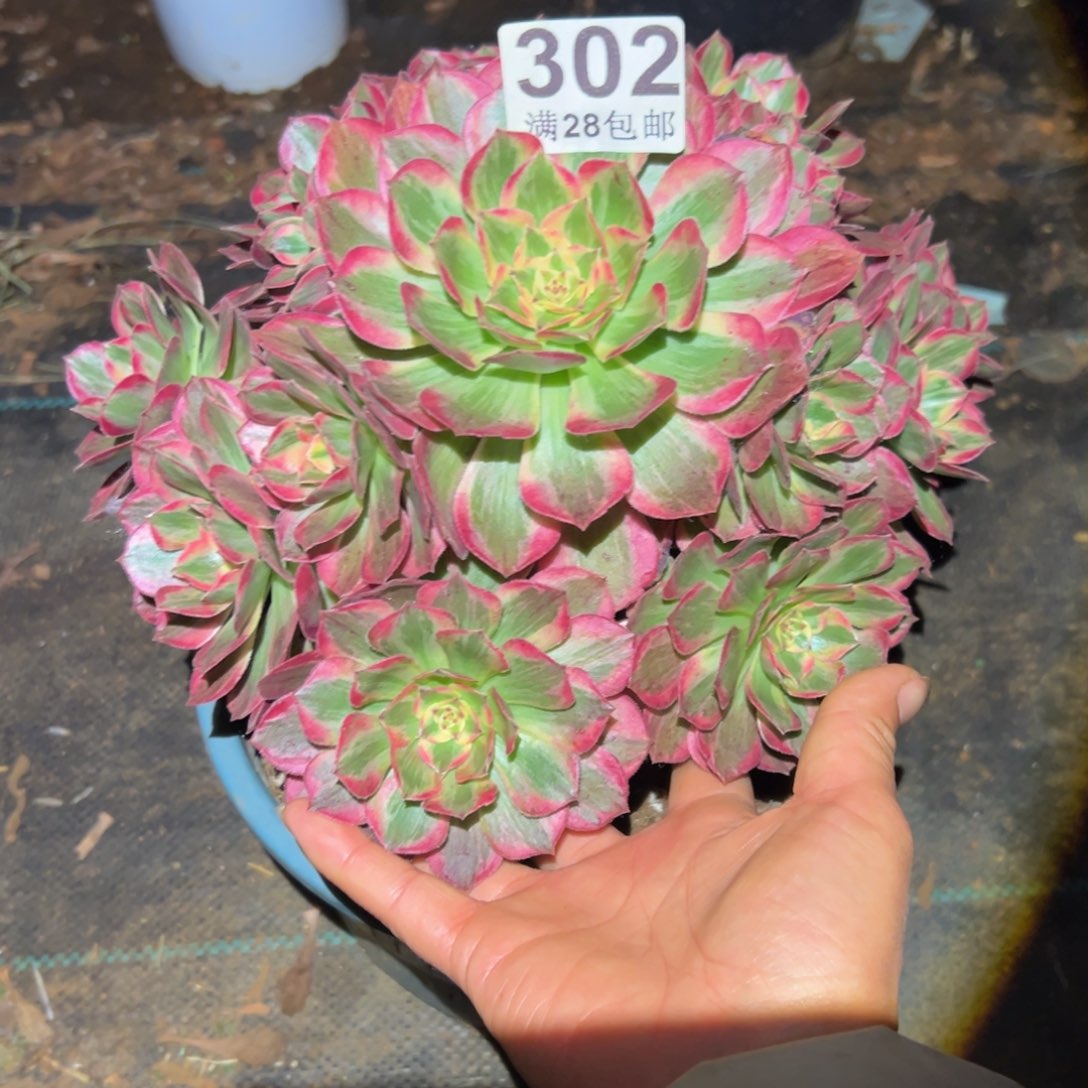 多肉植物302赤子心