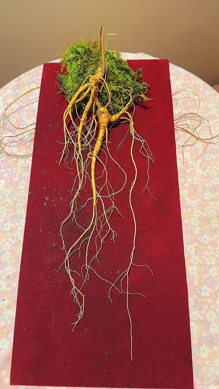 长白山新鲜林下参鲜滋补养生送礼佳品