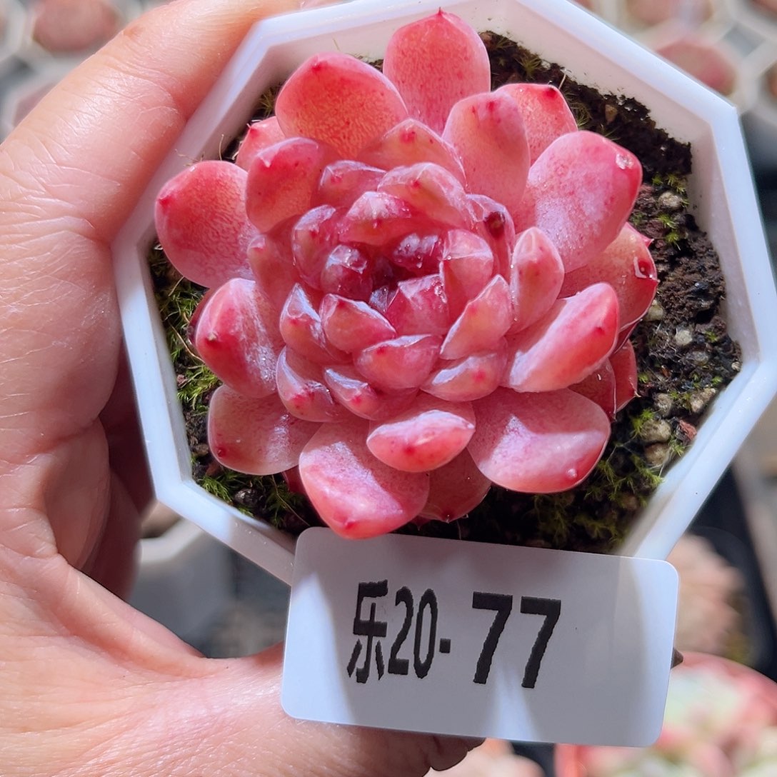 乐20-77 冰钻单头