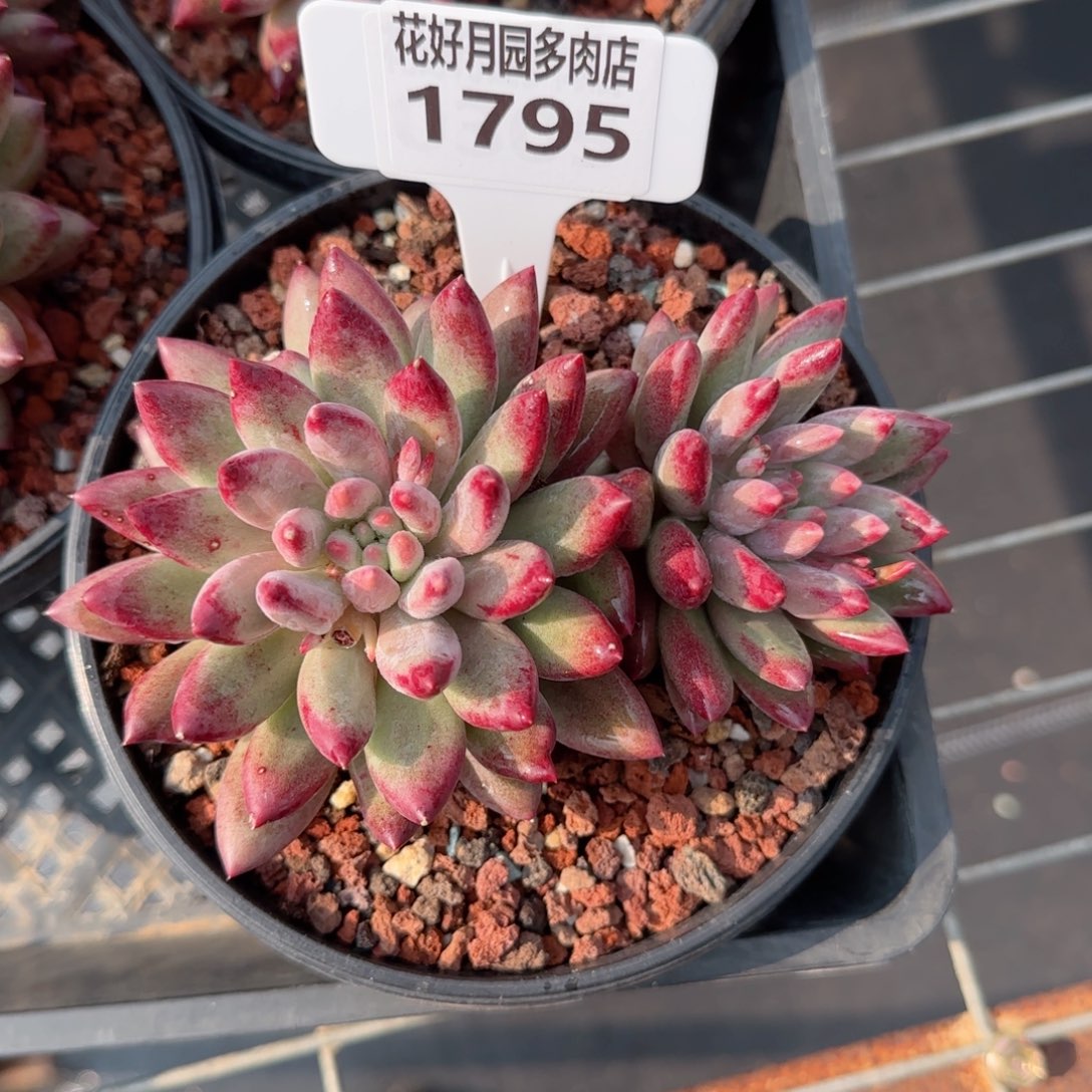 多肉植物1795…………..