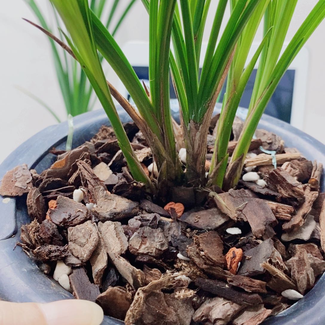 @***茶当前无花栽培后可以开花