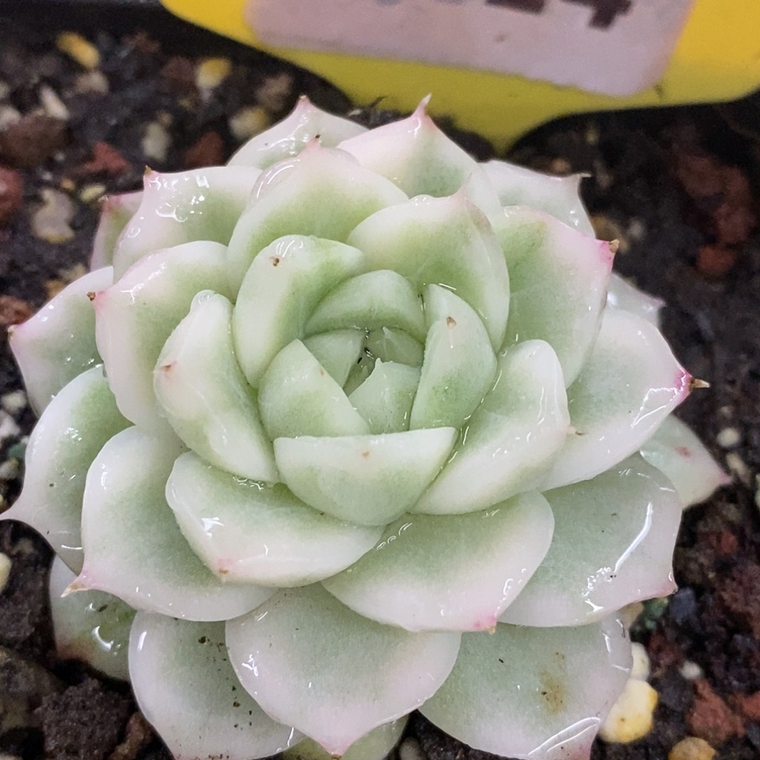 014麦秆哈哈哈哈哈哈