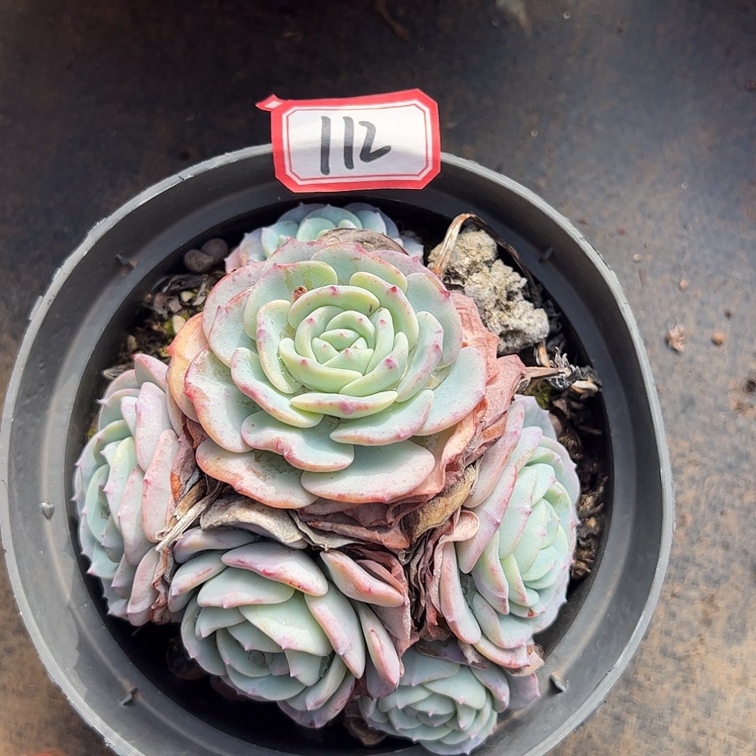 112号勃朗峰，一物一拍