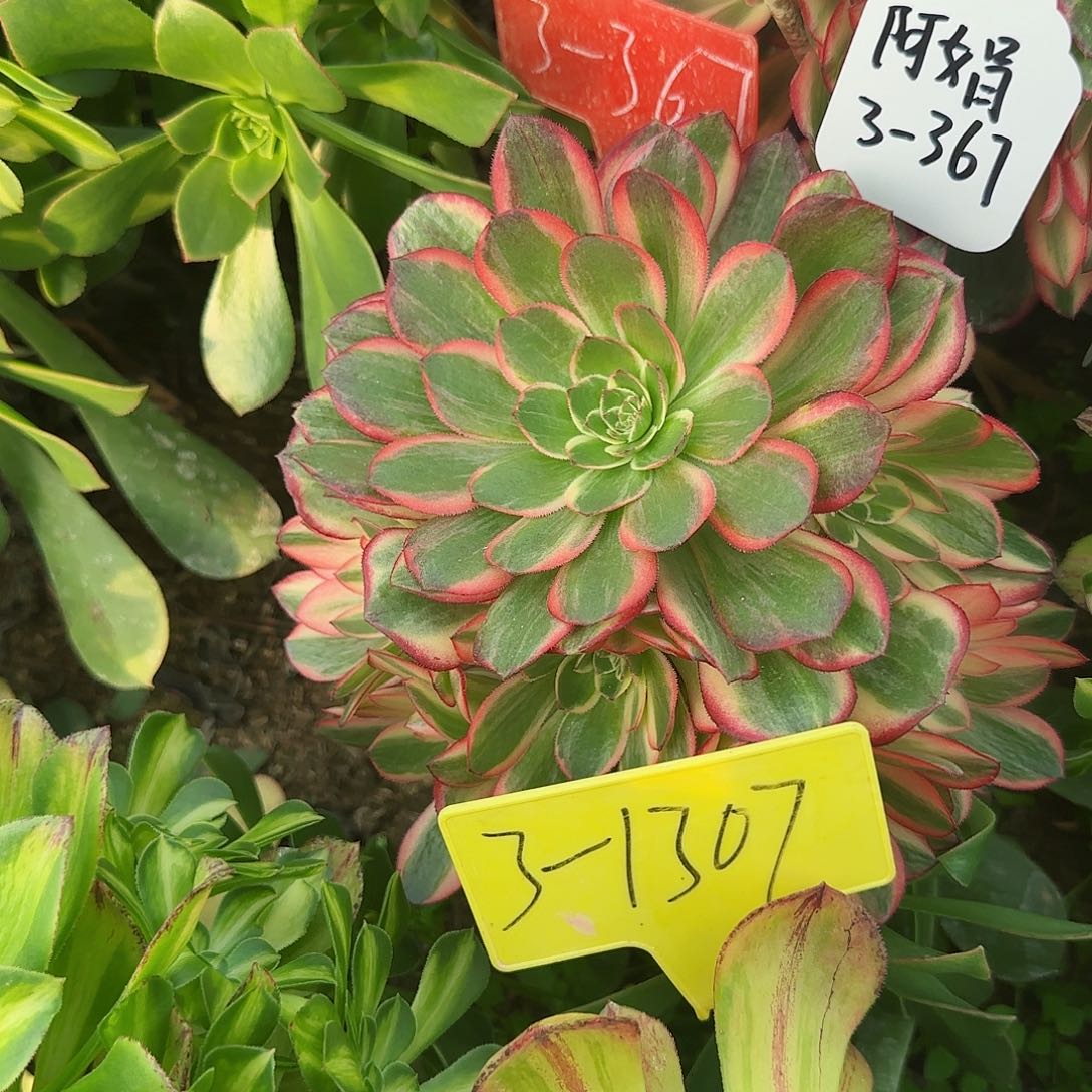 小***方3-1307---多头多肉植物