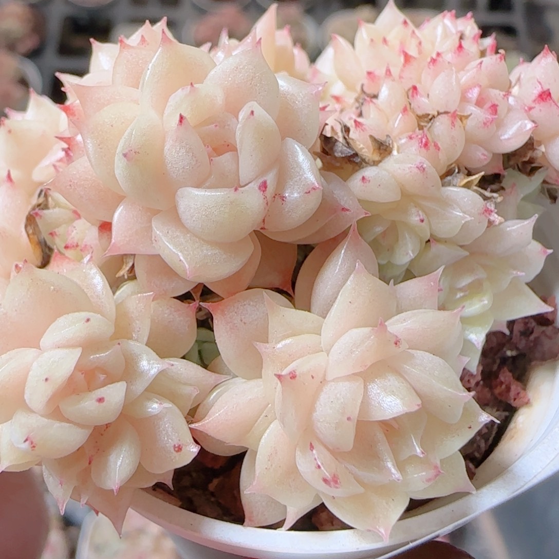 夏***甜花语多肉1212-377散