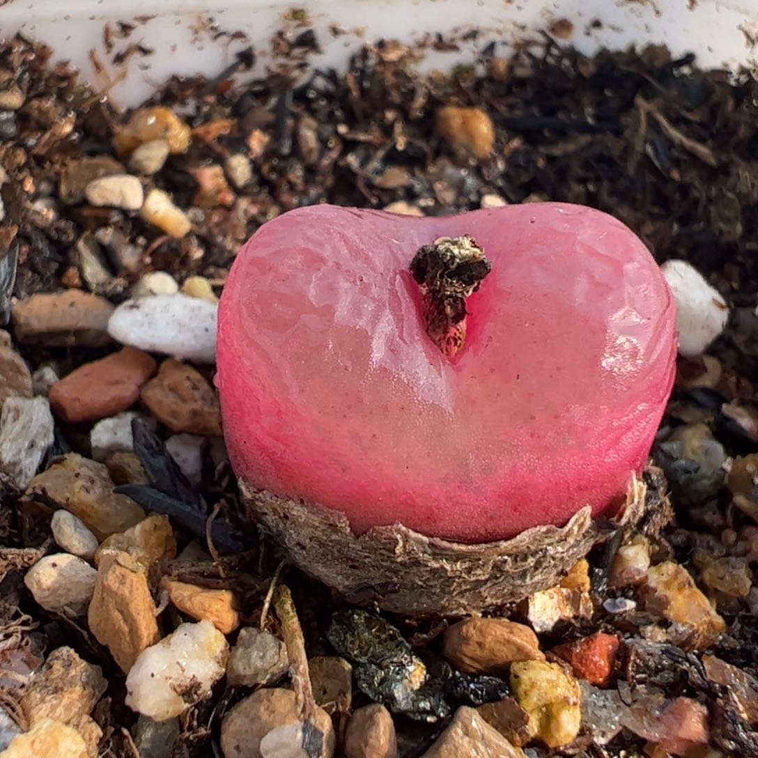 586多肉植物组合