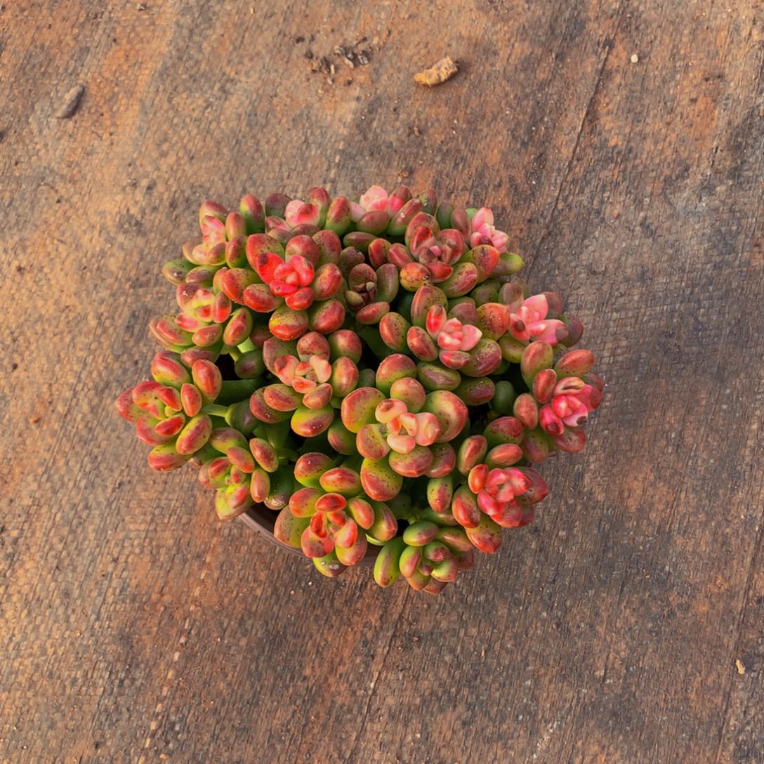 香豆子2.99带盆土发货