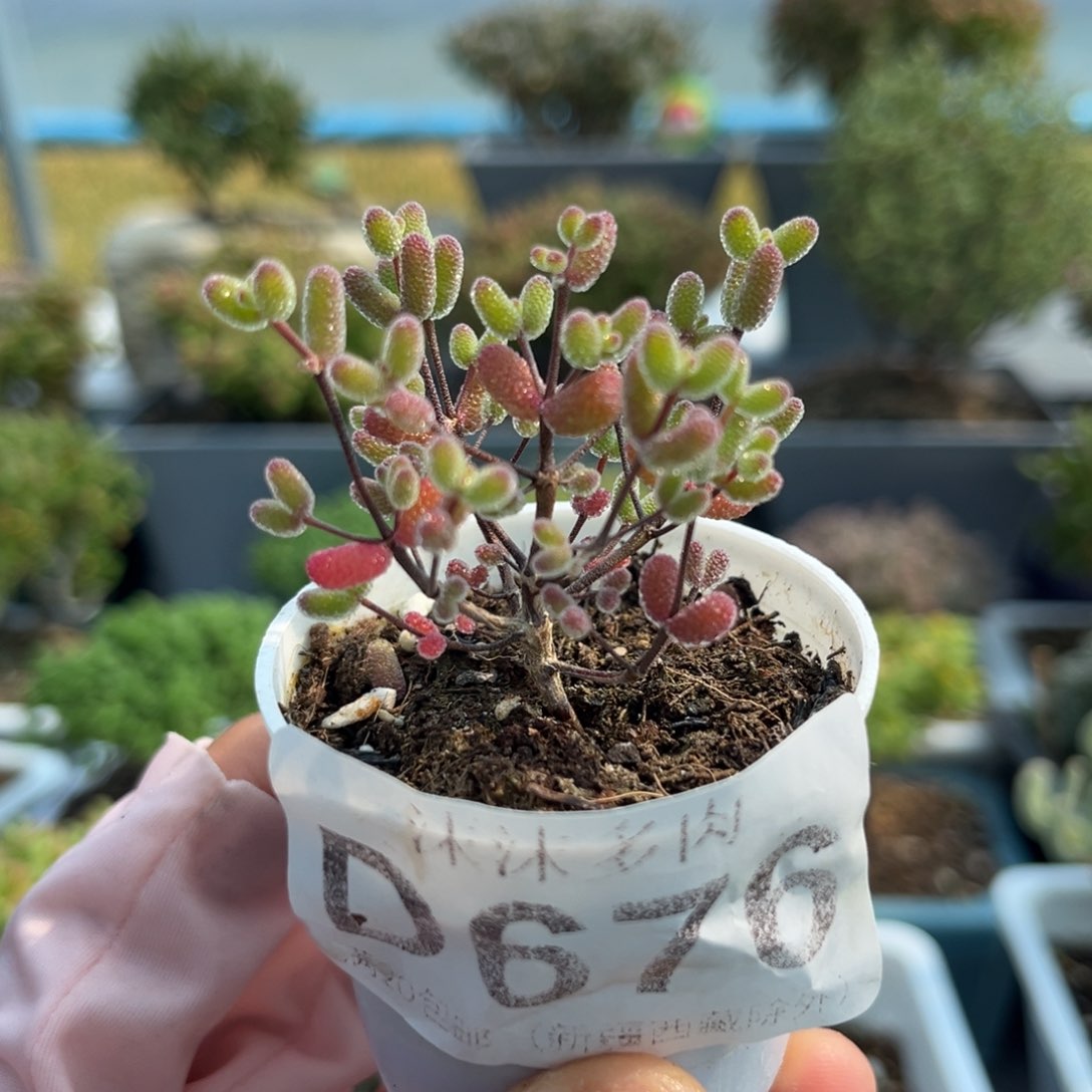 676实生糖球枝干