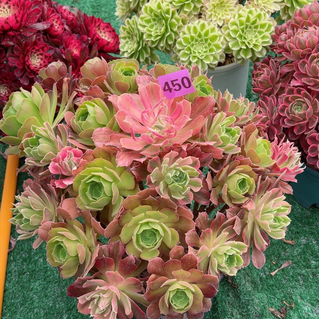 450光辉法师多肉植物