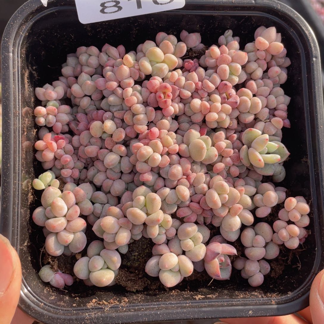 云糖心多肉植物810