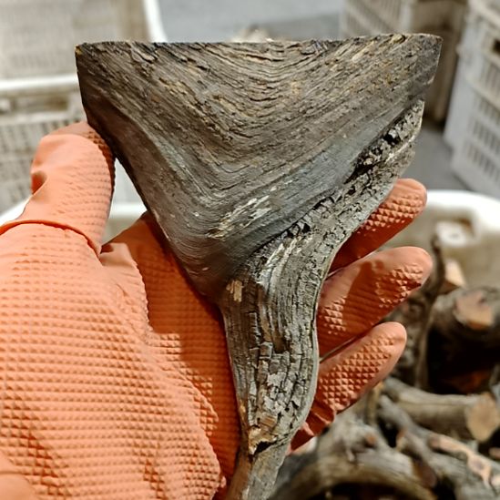 文***@香榧木崖柏随行毛料毛料毛料