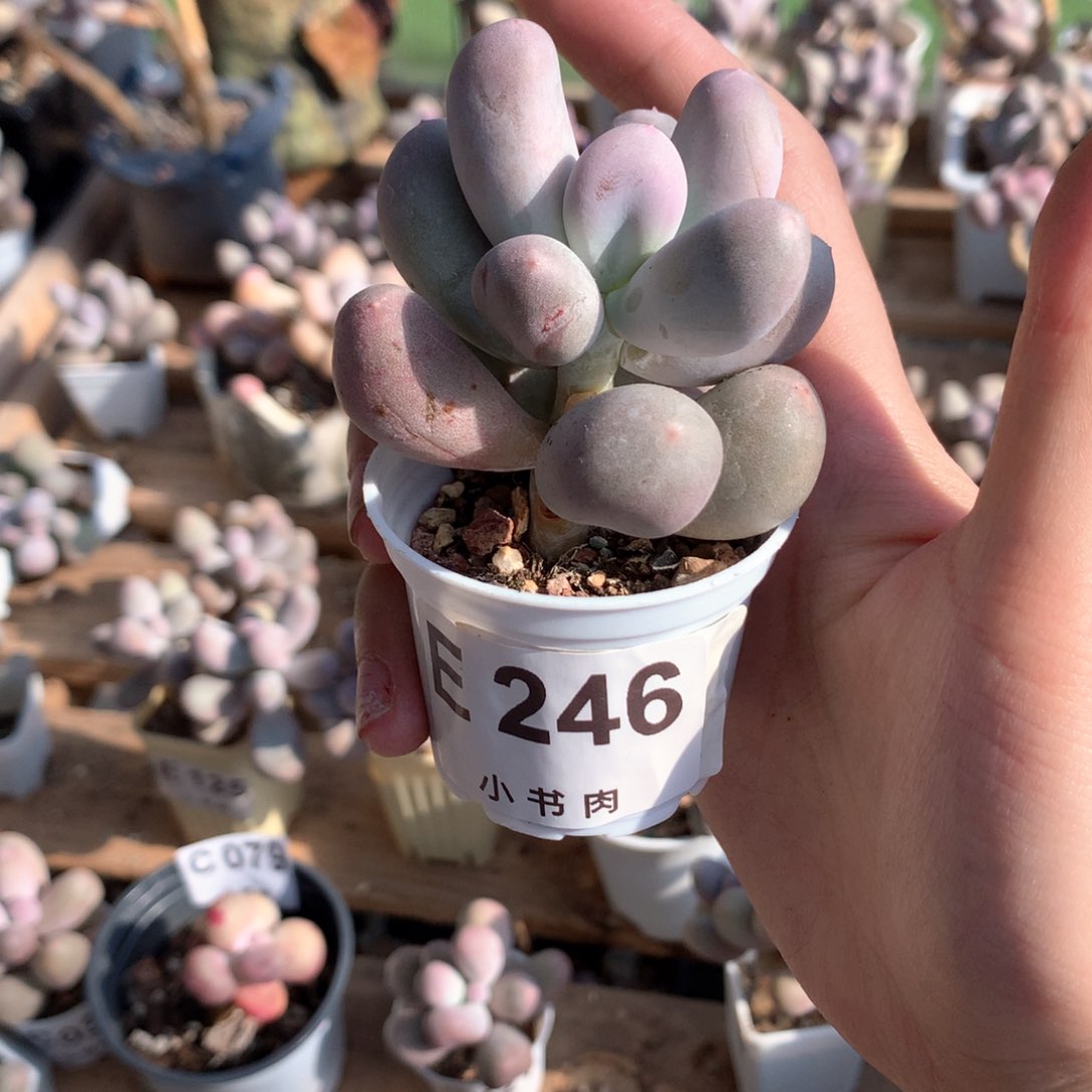 米可米可米可246