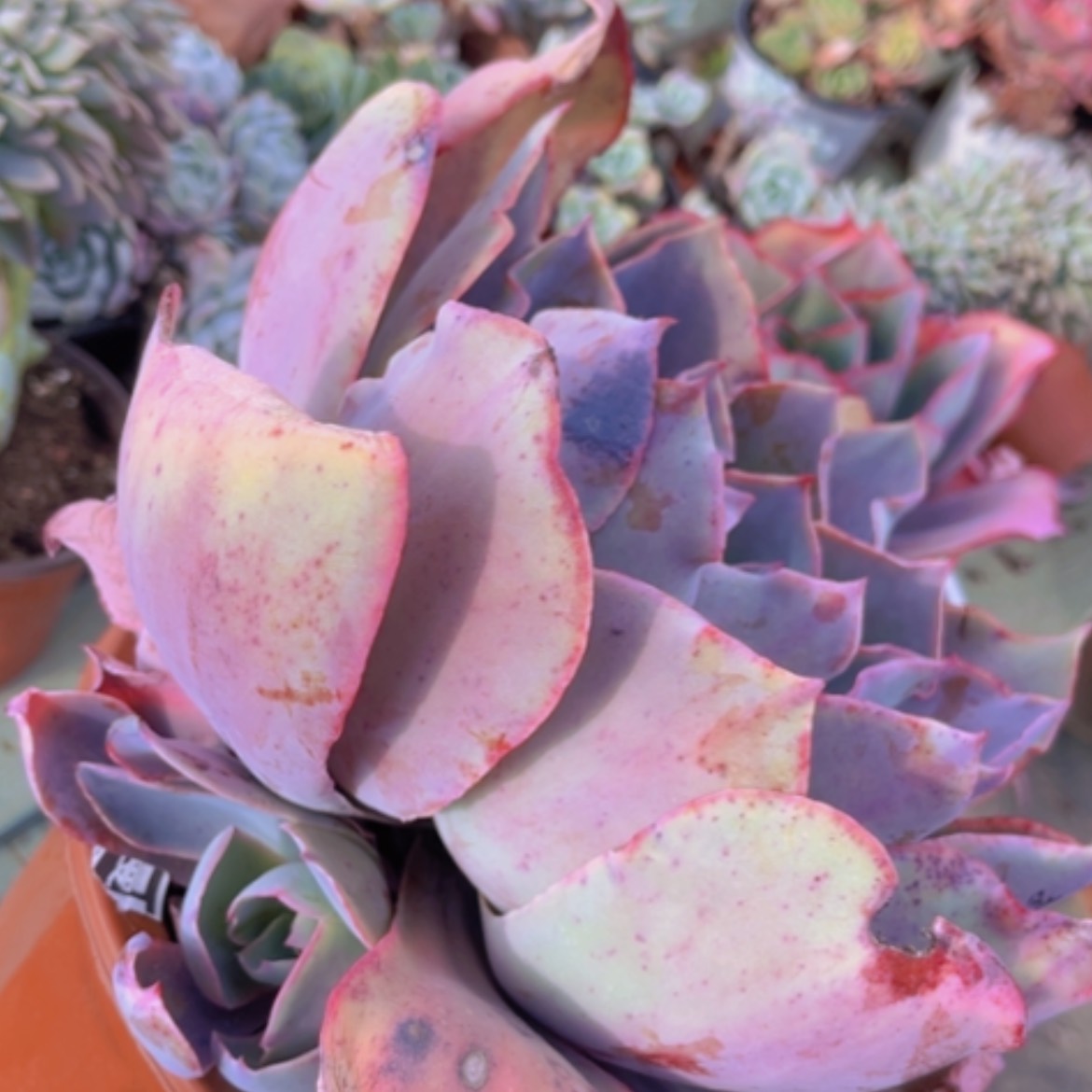 【闪购商品】晚霞14221