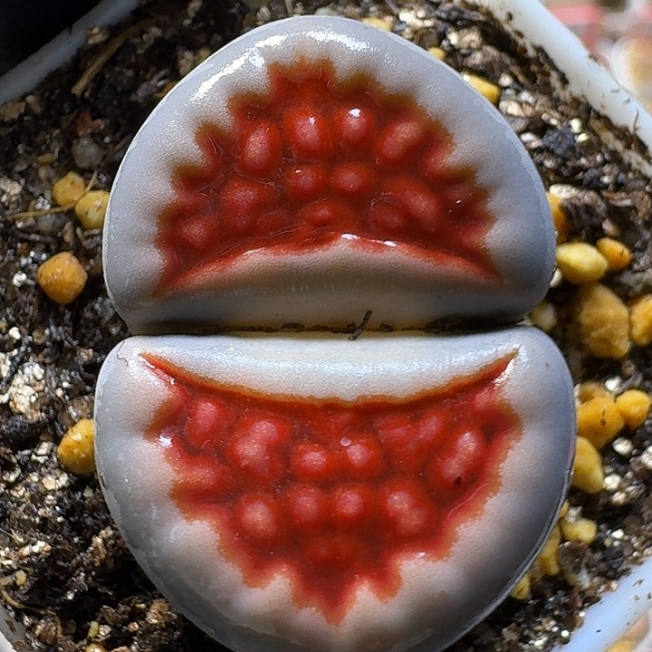 生石花1111111。   3.0左右。  56