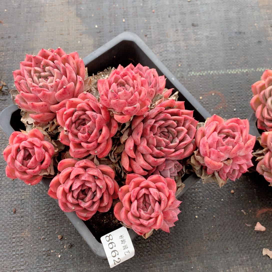 8662杂交多肉植物基地