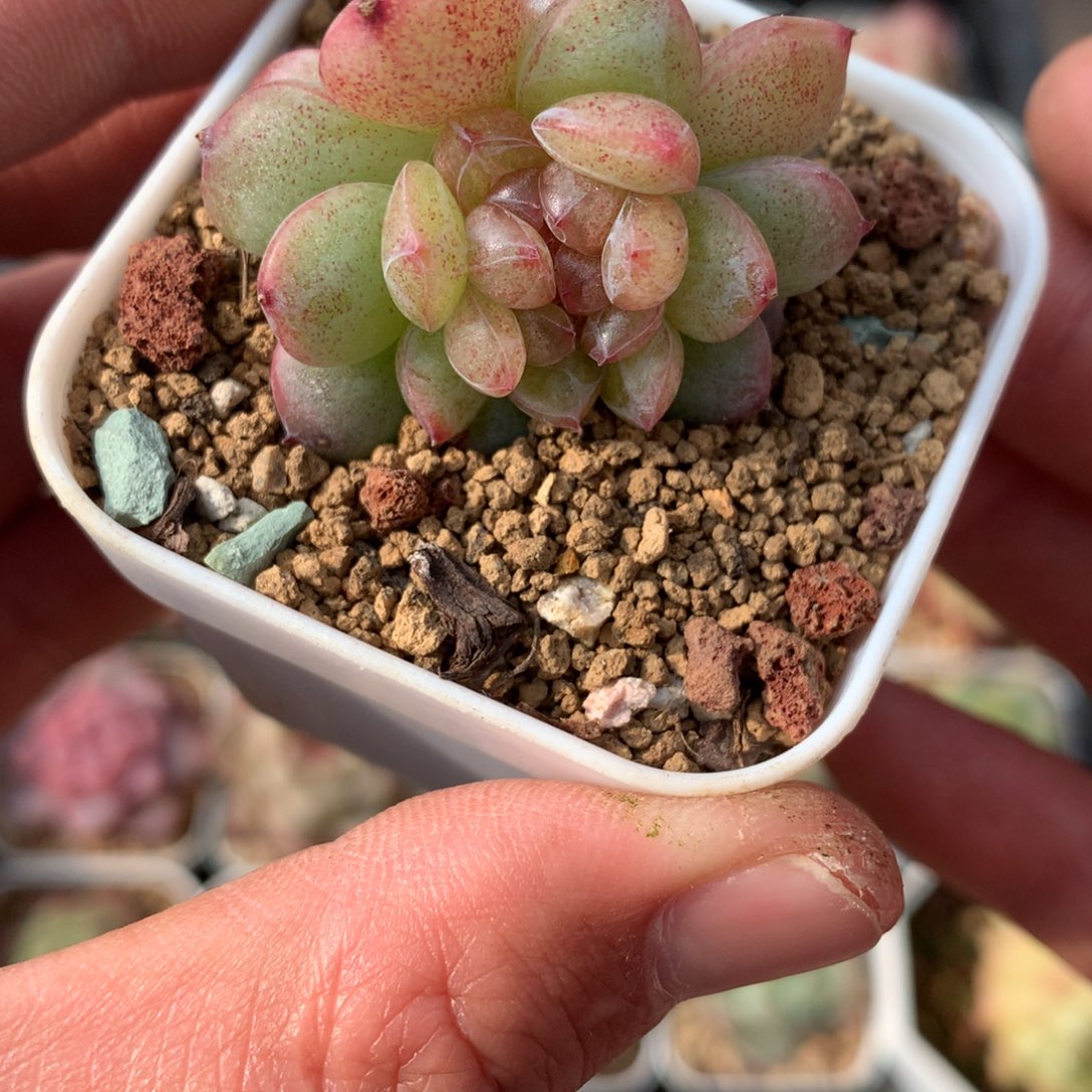 珍妮缀化。   爱情珍妮。   14号