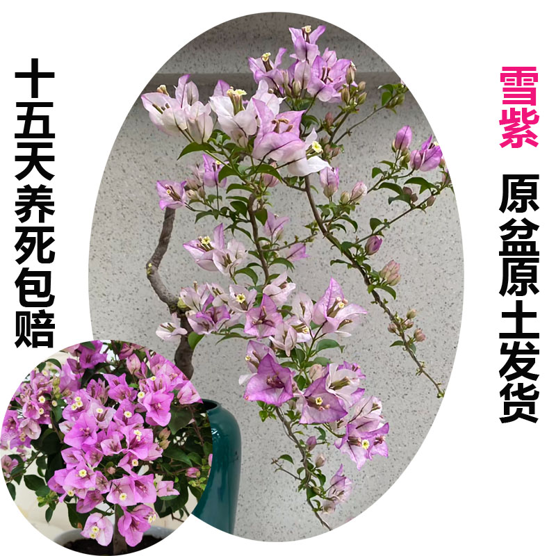 雪紫(三角梅)原生大苗四季开花老桩爬藤植物