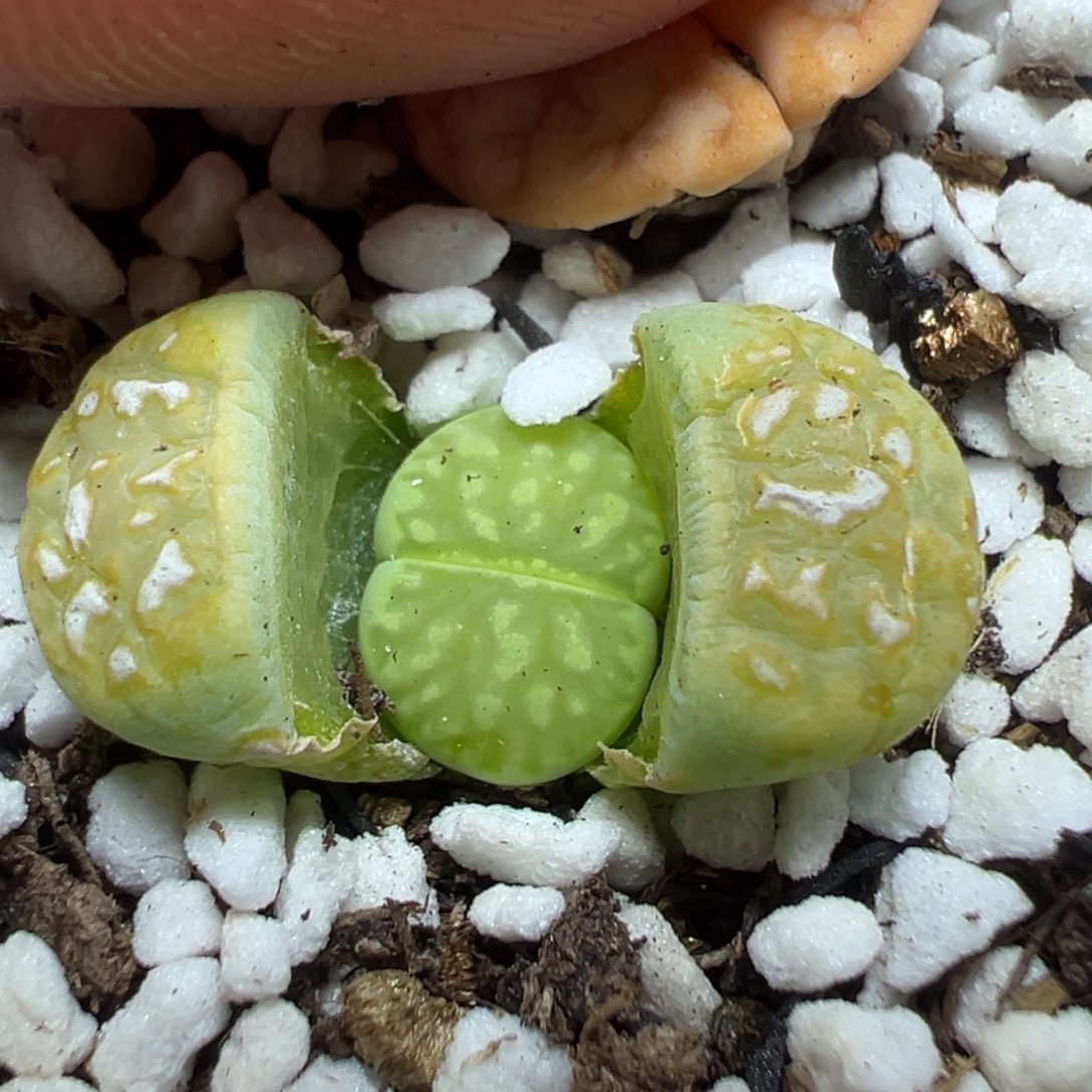 【闪购商品】742……