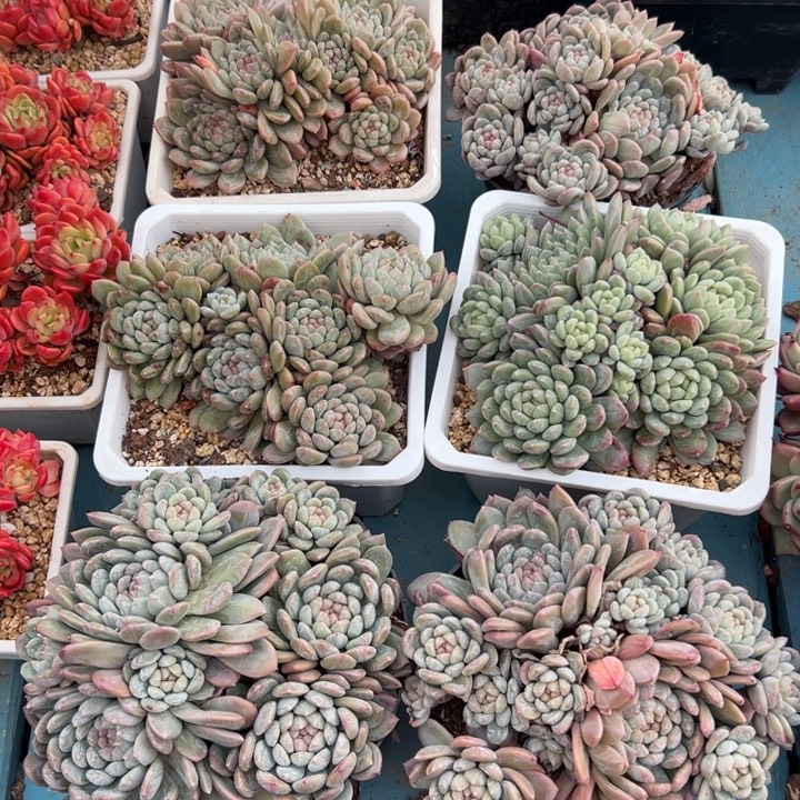 精品多肉植物老桩百搭翡翠