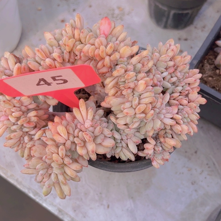 健健康康平平安安