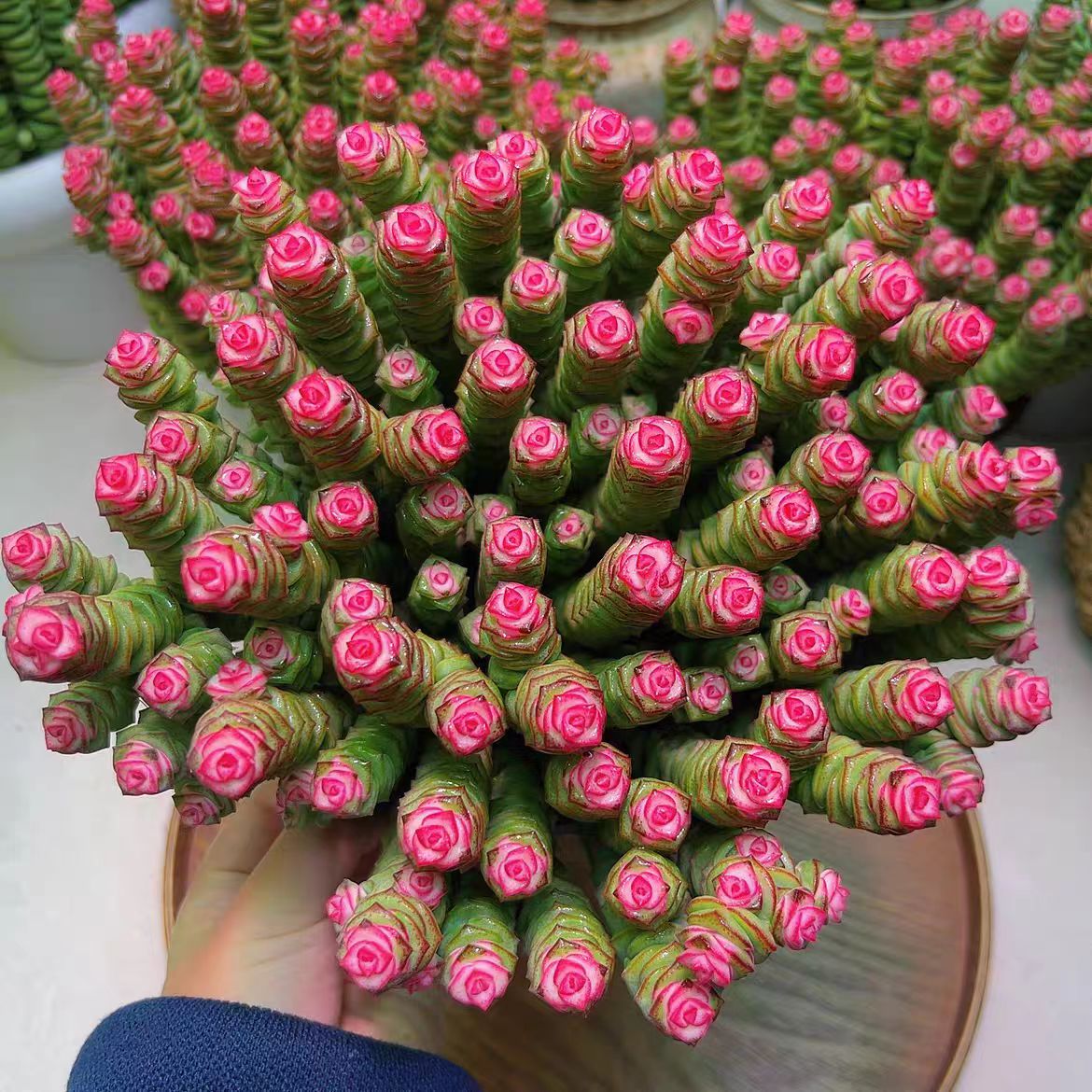 {超大盆钱多多} 带盆土发  新手好养活 室内外养 金喜多肉