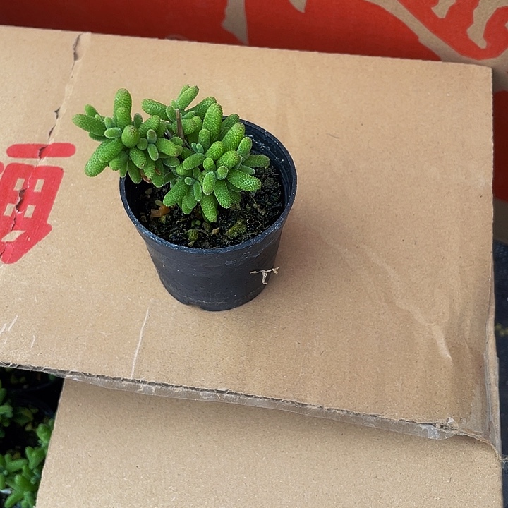 糖球.8带盆土发货