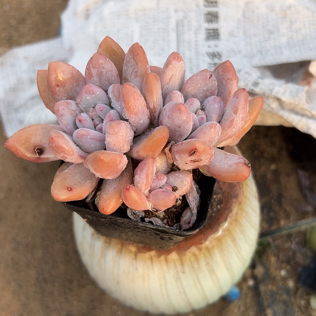 多肉植物多肉香水