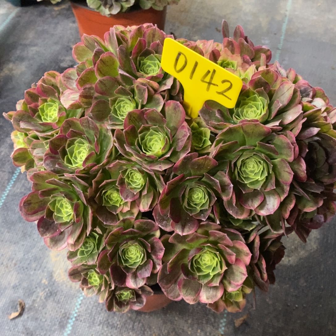 红陶0142奶白一物一拍