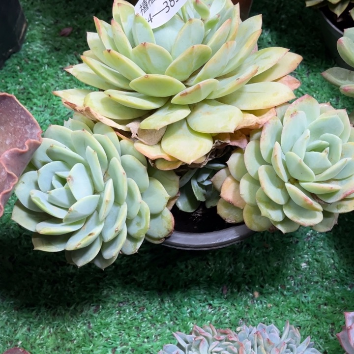 24-385恋曲多肉植物