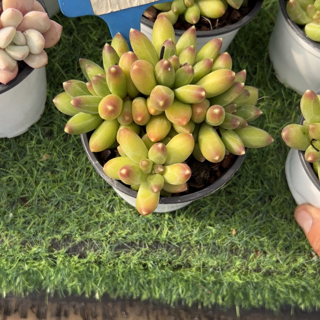 千代田多肉植物保护研究所