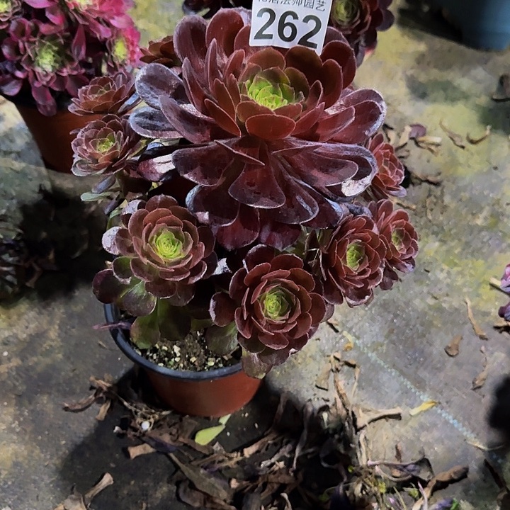 炽焰莲26200000000