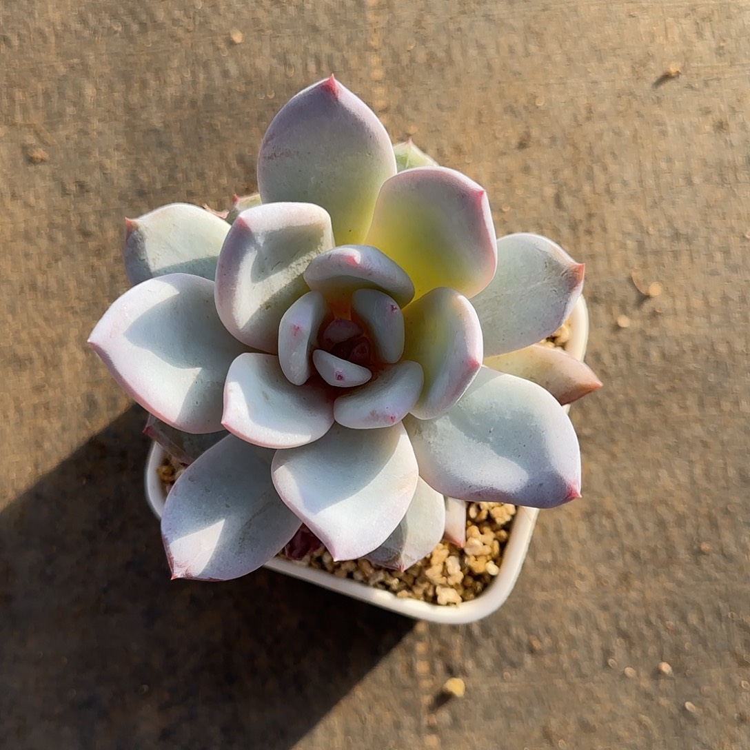 奶***片嫦娥不带盆土发货