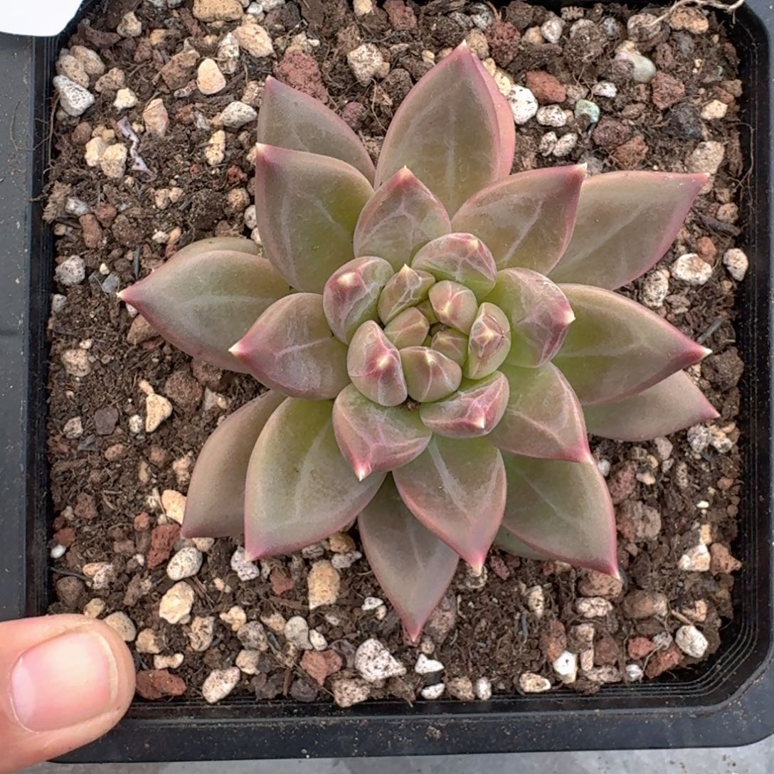 056 美人杂交 一物一拍