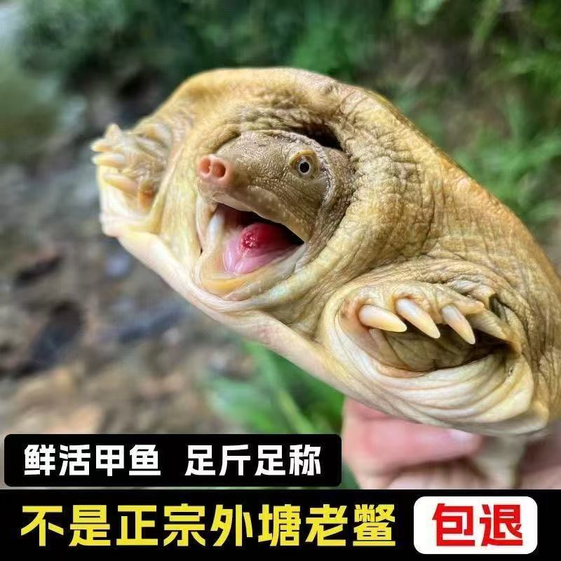 【外塘甲鱼】生猛甲鱼中华鳖清背白底包活到家