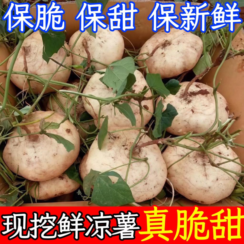 【贵州地萝卜】新鲜凉薯现挖超甜白土瓜农家种植豆薯地萝卜沙葛红薯