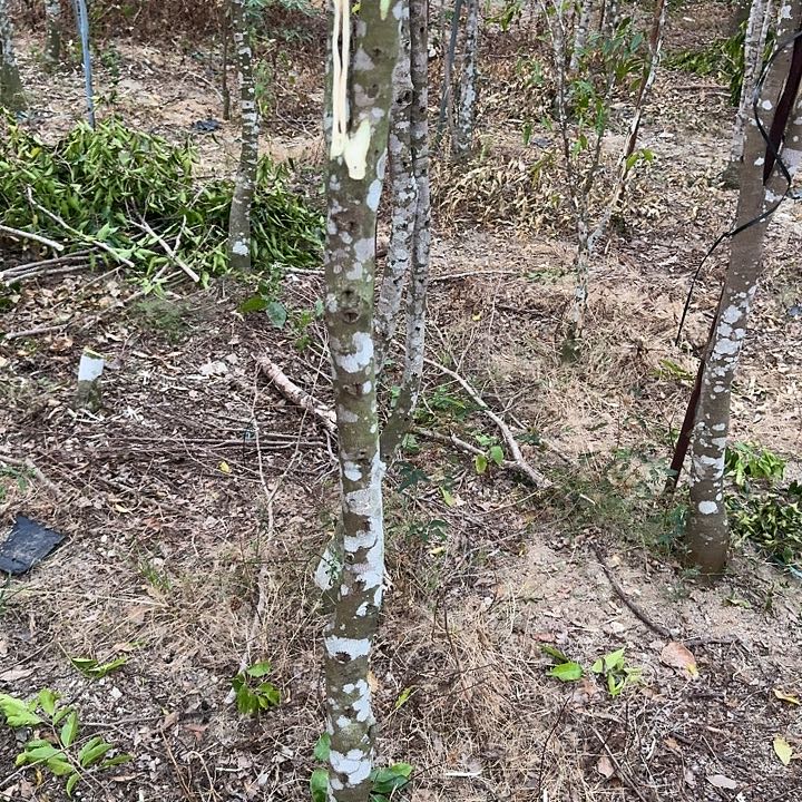 无花朵白棋品种棋楠