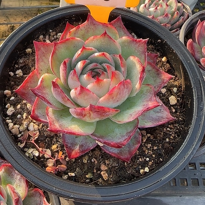 小***一55 惊鸿仙子多肉10cm