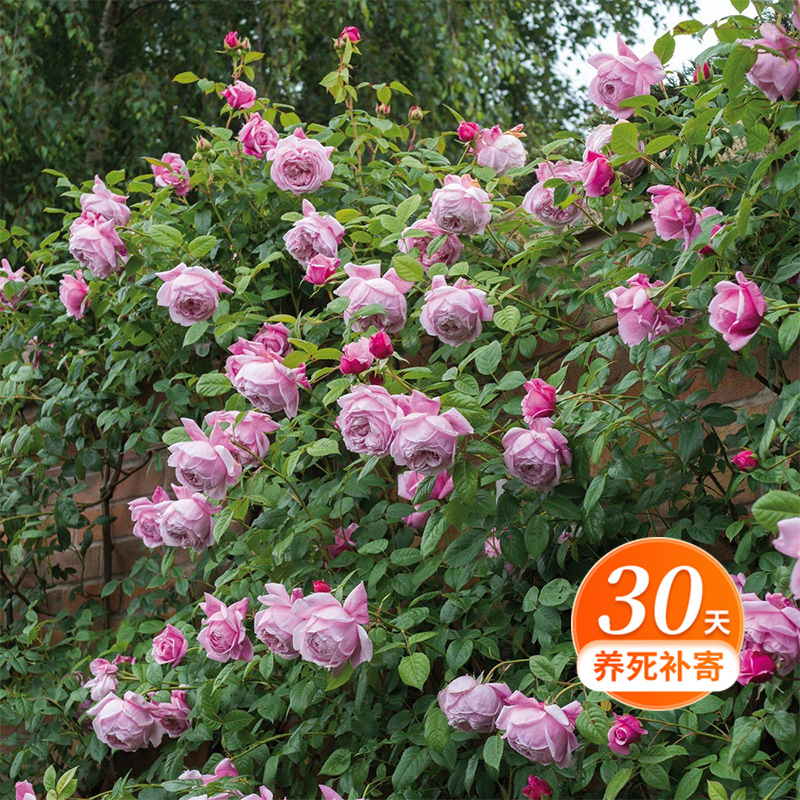 天狼月季 自由精神 盆栽多季藤本庭院拱门花架花卉庭院盆栽