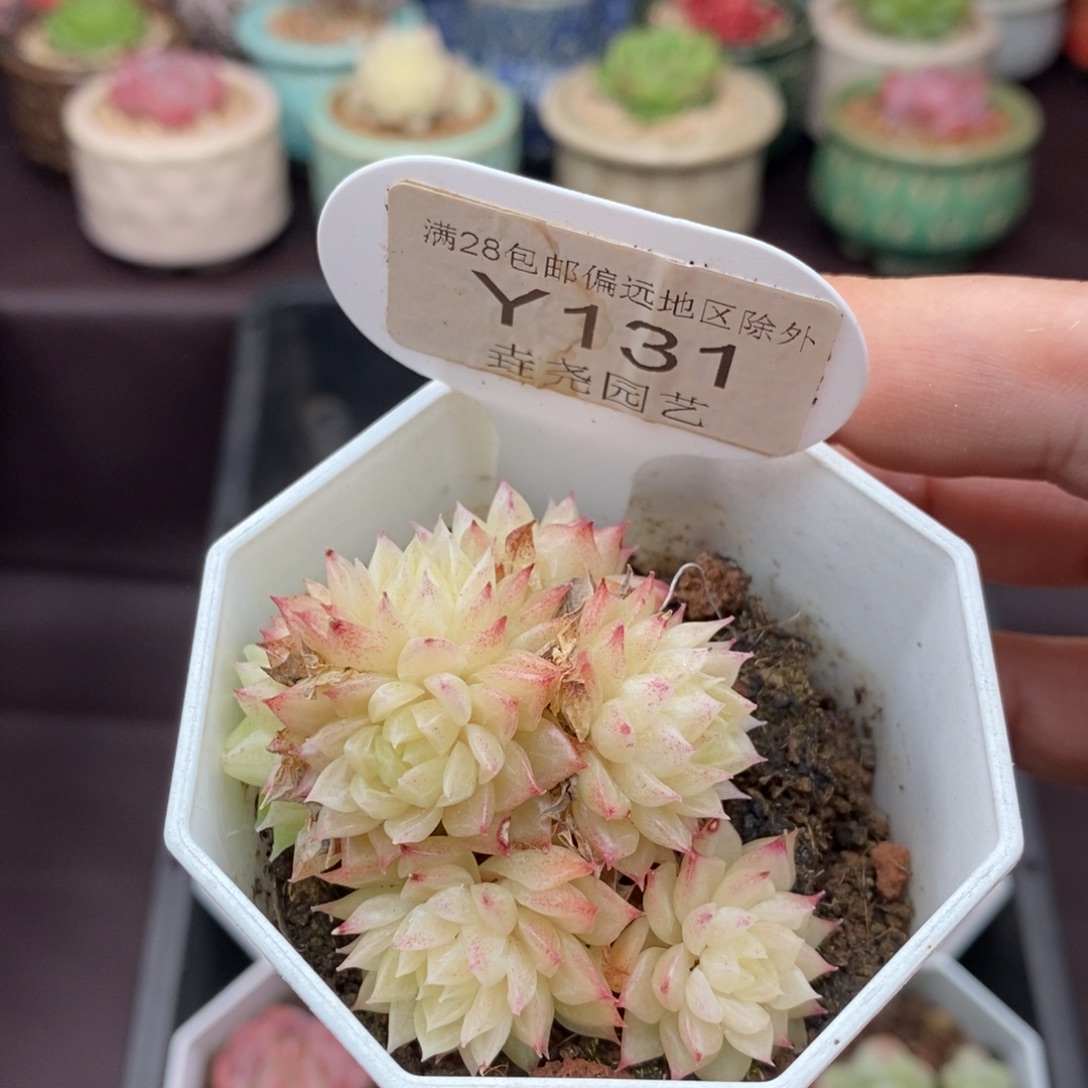 0131 麦秆群 5cm 