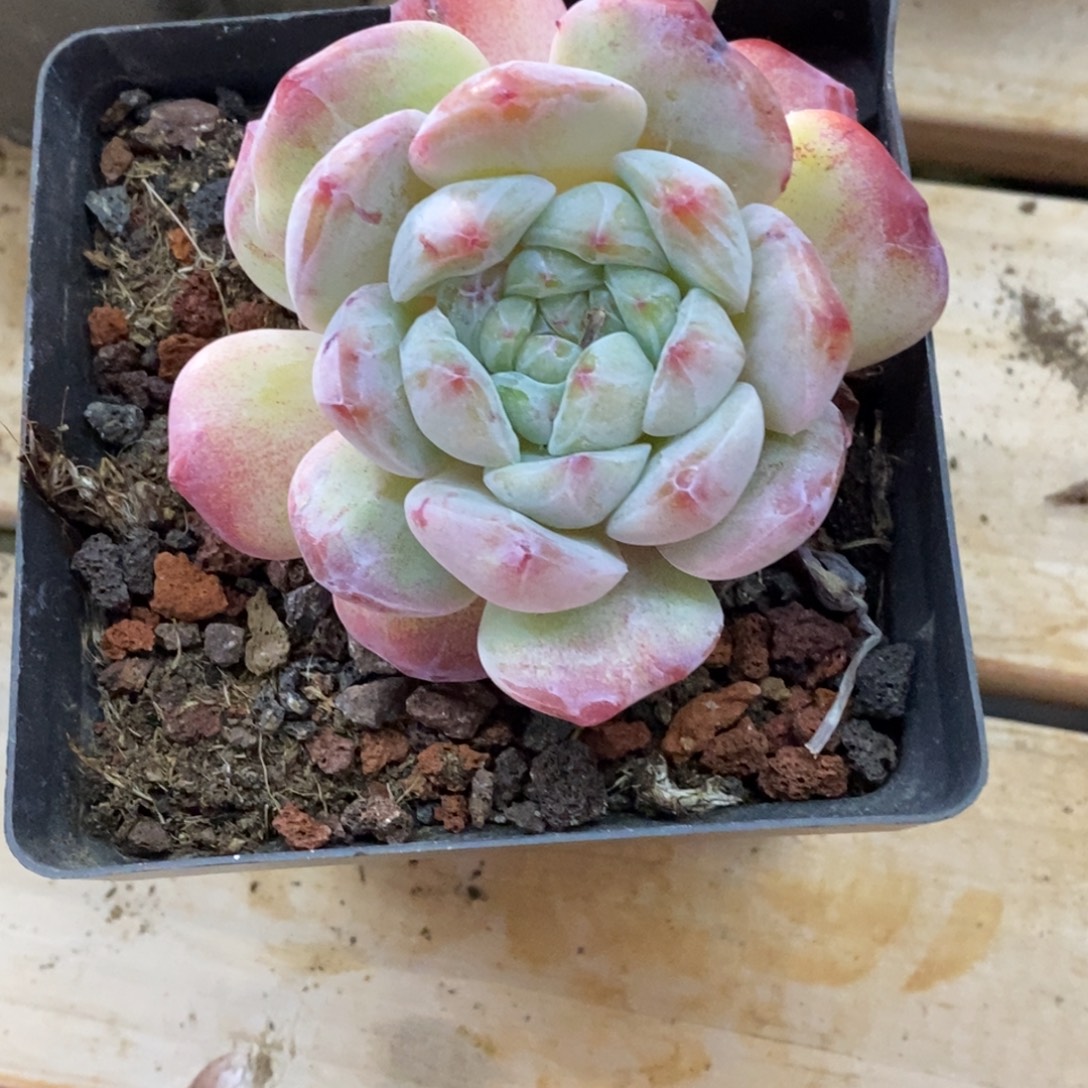 曾***节精品多肉一物一拍不包整172