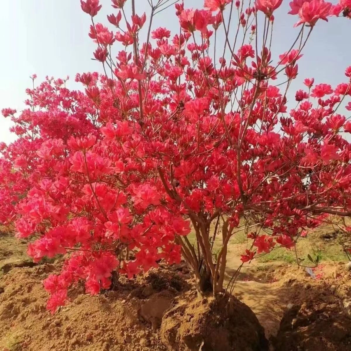 映山红杜鹃带花苞鸡血红双季花耐寒耐热庭院阳台花卉植物盆栽