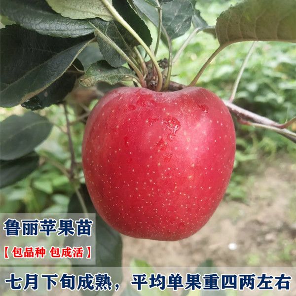 鲁丽苹果树苗早熟价高新品种抗病适合大面积种植现挖现发基地直销